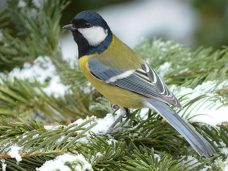 Garten im Winter 900x600